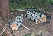 Das Shiitake-Lager im Wald