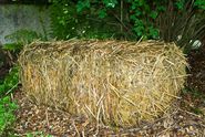 Der Strohballen mit der Brut für die Austernpilze