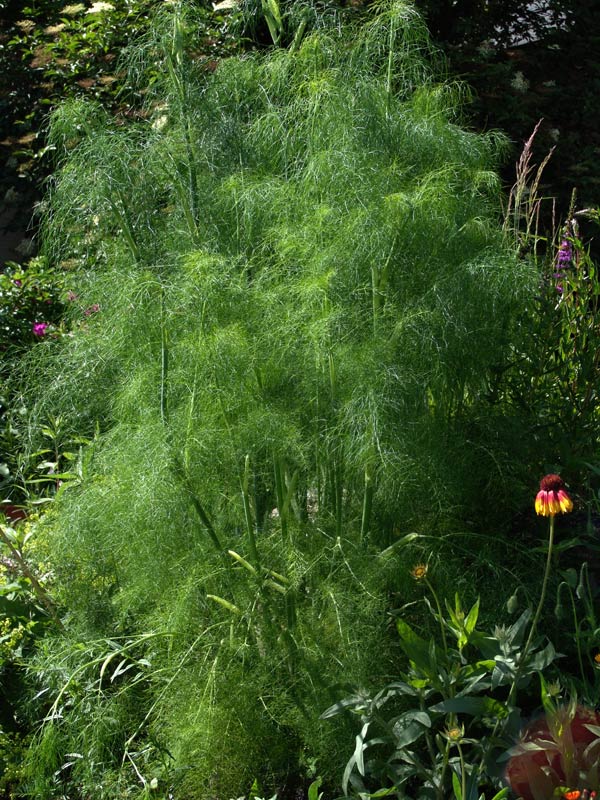 Der Garten von Rosa und Gerhard Obermayr: Fenchel, Gewürz-